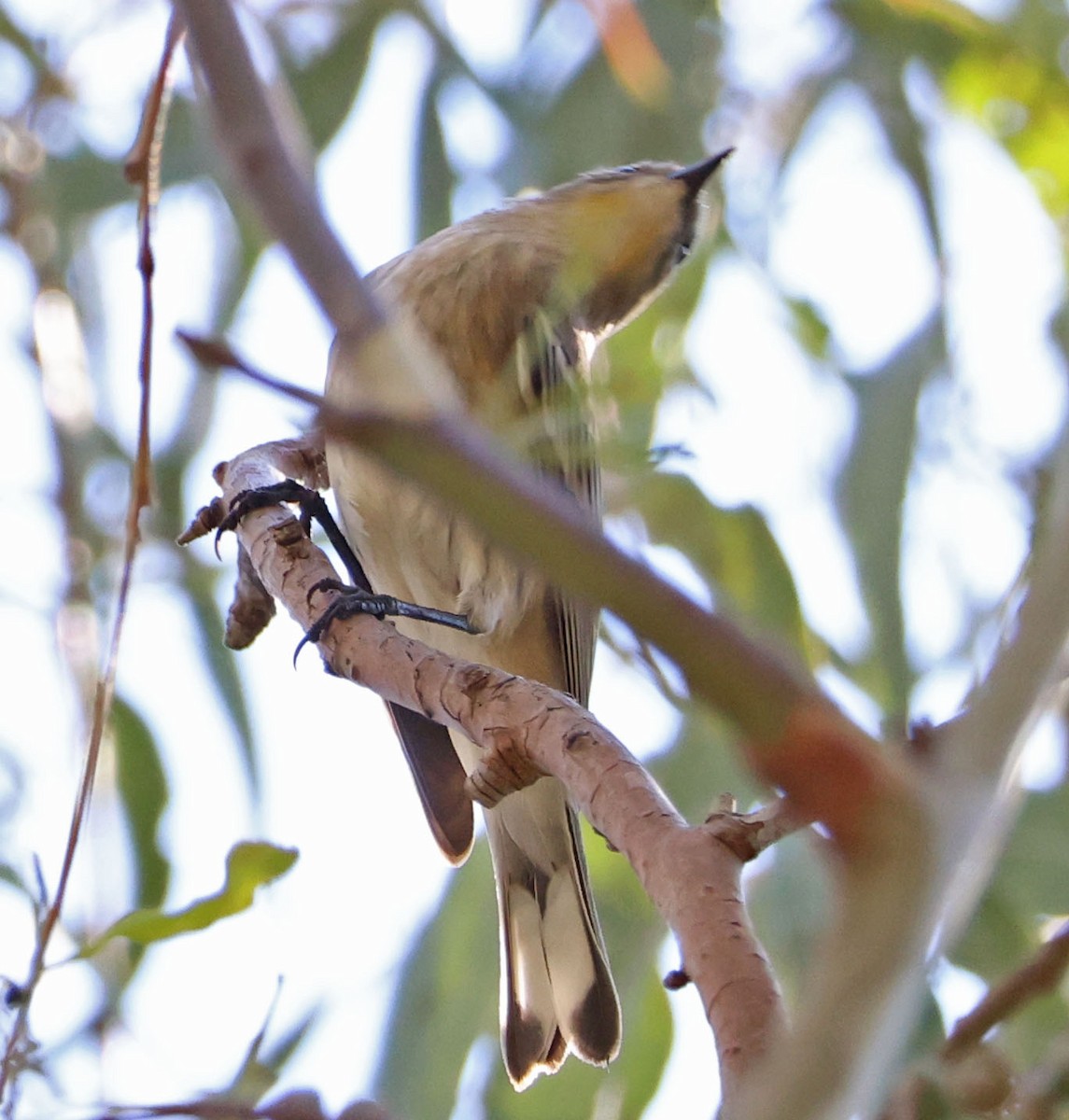 Yellow-rumped Warbler - ML624202976