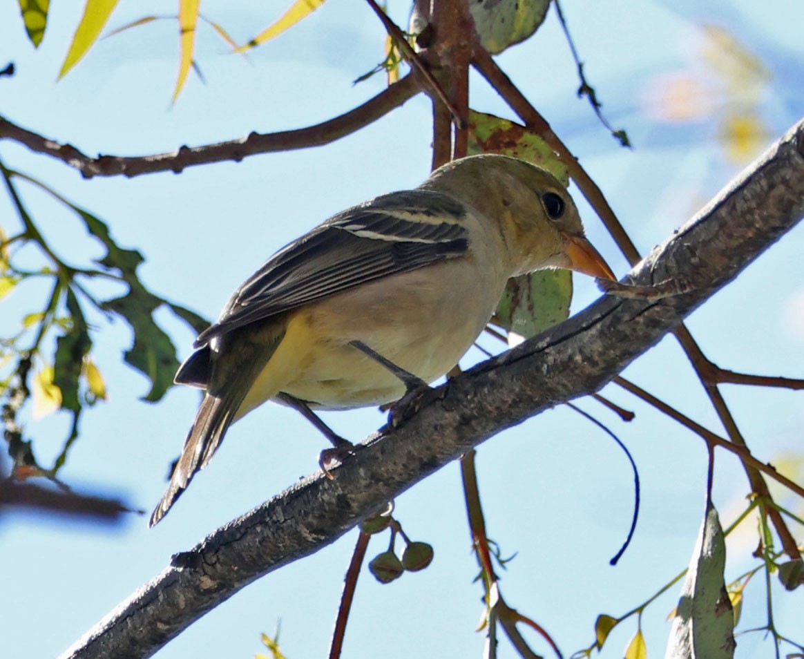 Western Tanager - ML624202980