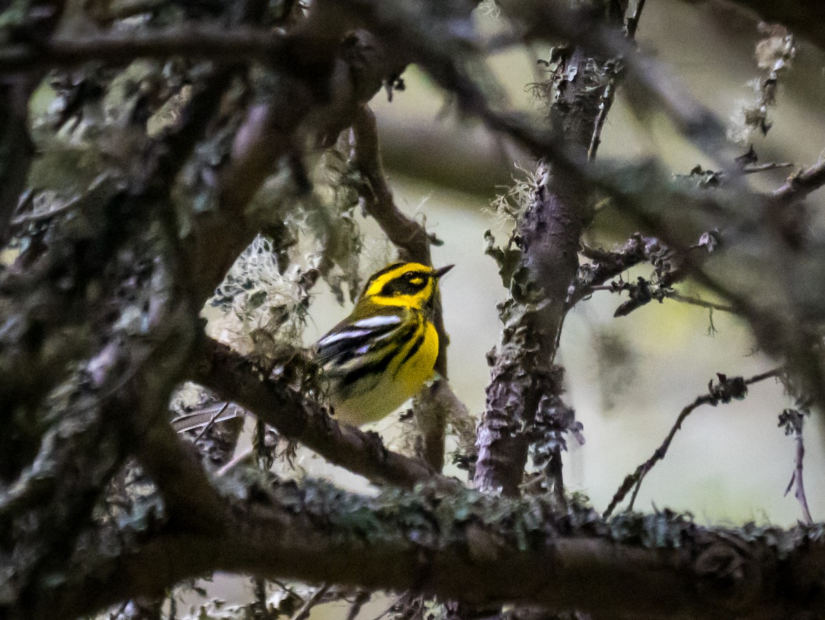 Townsend's Warbler - ML624203020