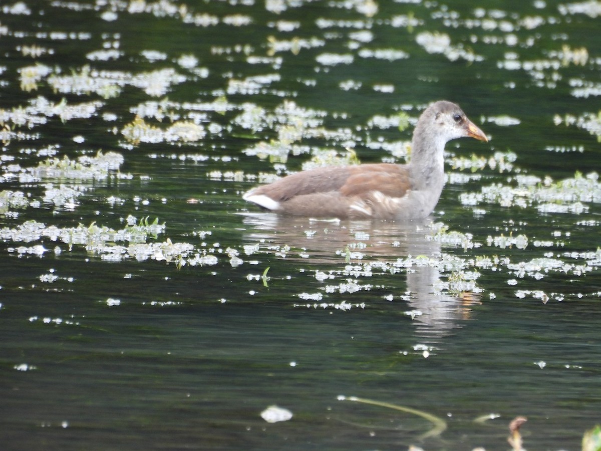 Common Gallinule - Nadezka Davila