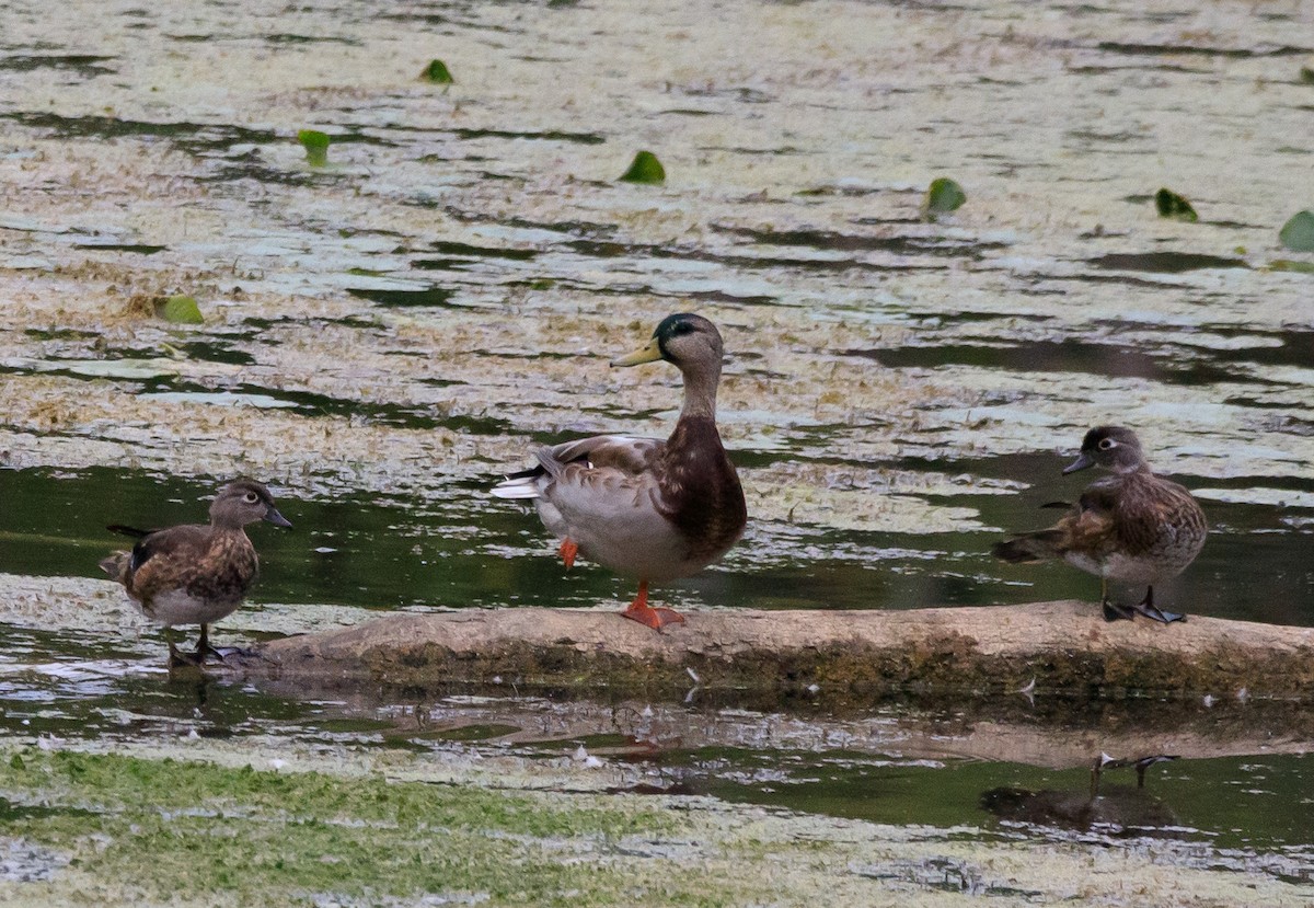 Wood Duck - ML624203047