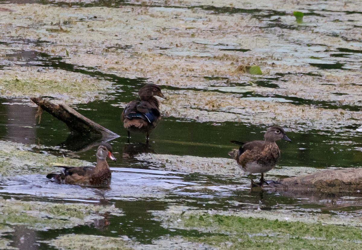 Wood Duck - ML624203048