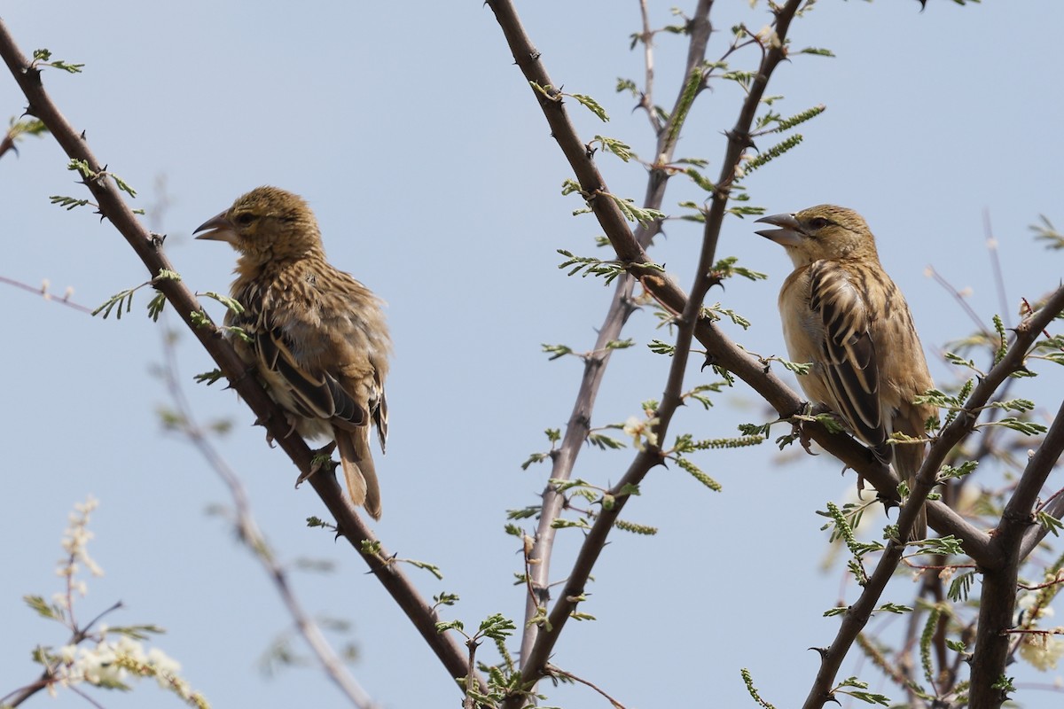 Chestnut Weaver - ML624203052