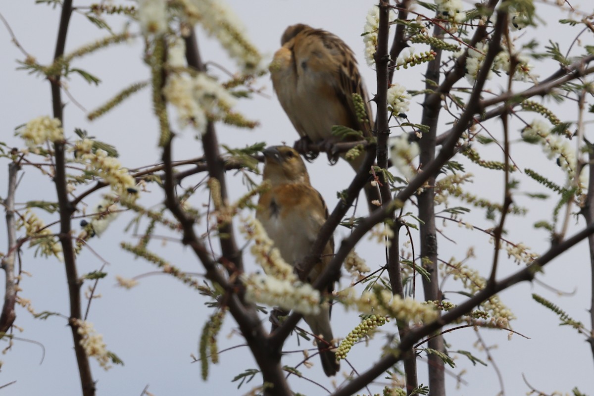 Chestnut Weaver - ML624203054