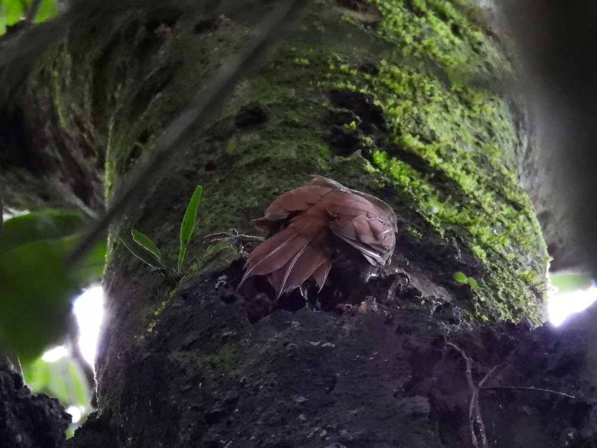 Streak-headed Woodcreeper - ML624203069