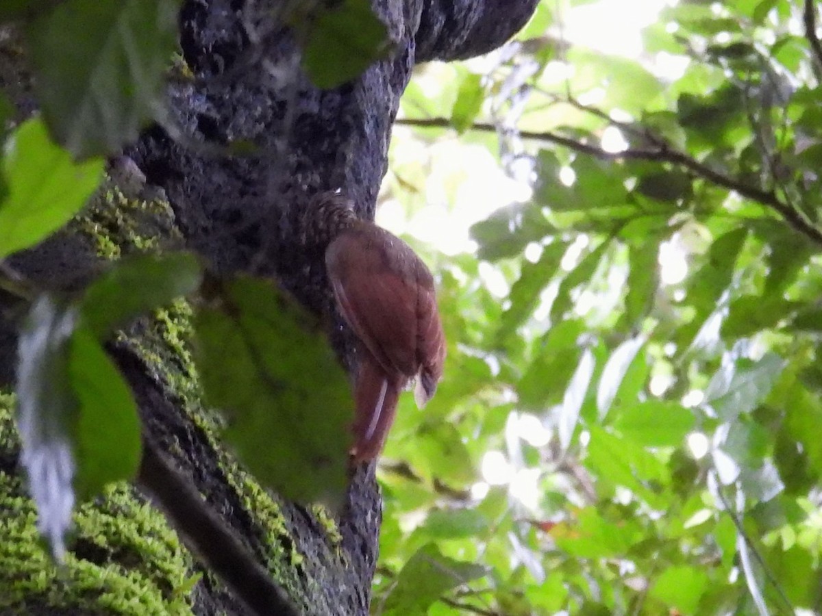 Streak-headed Woodcreeper - ML624203070