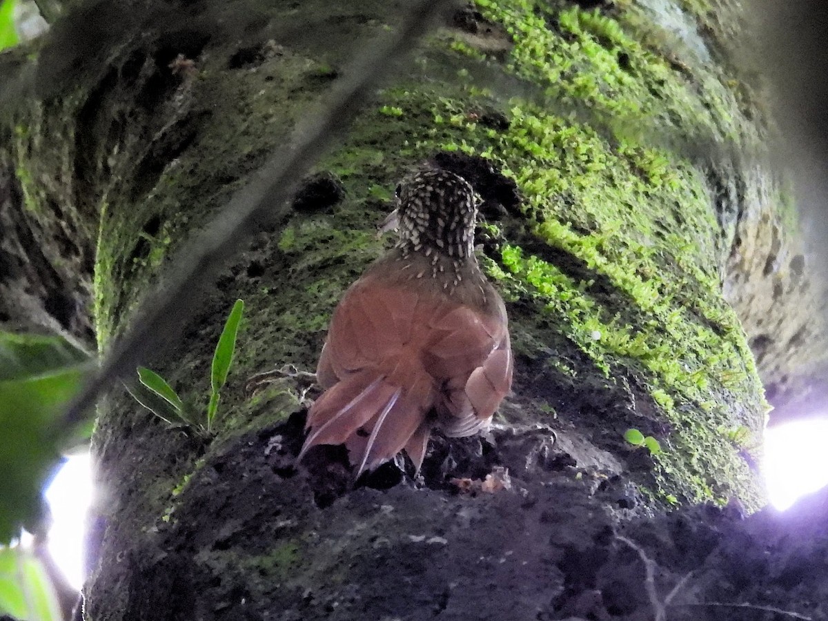 Streak-headed Woodcreeper - ML624203071