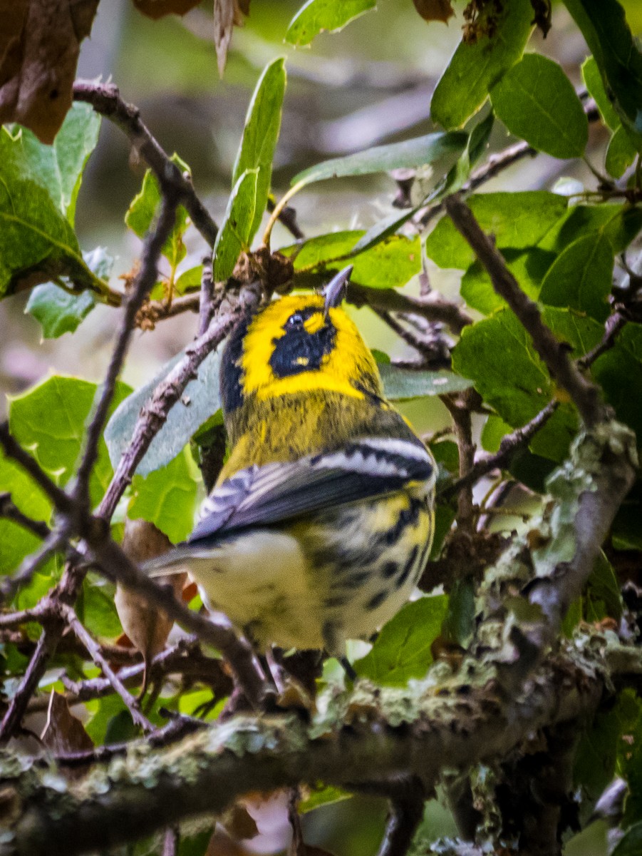 Townsend's Warbler - ML624203077