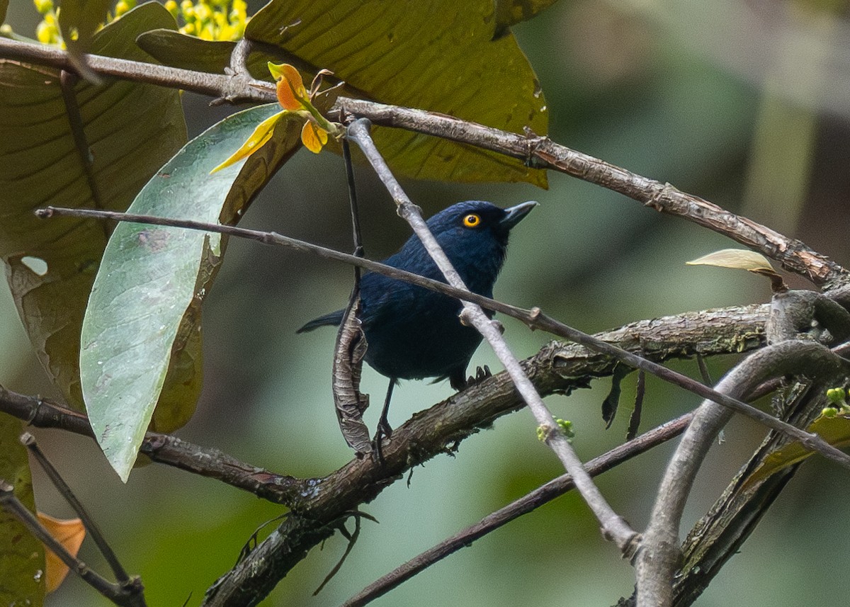 Deep-blue Flowerpiercer - ML624203091