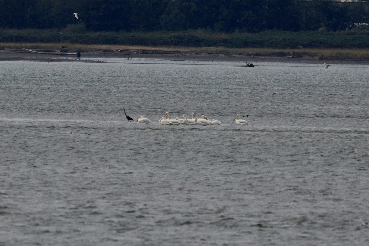 American White Pelican - ML624203100