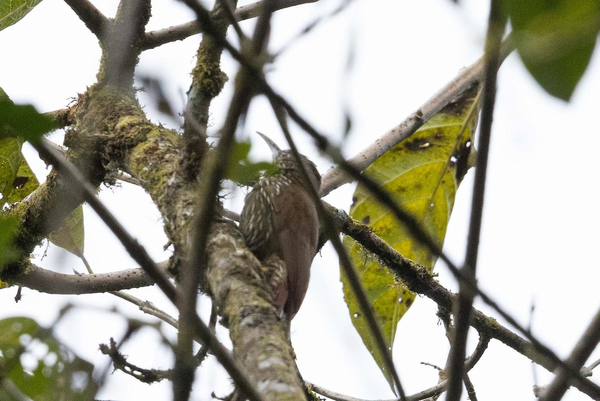 Olive-backed Woodcreeper - ML624203108