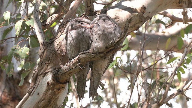 Tawny Frogmouth - ML624203140