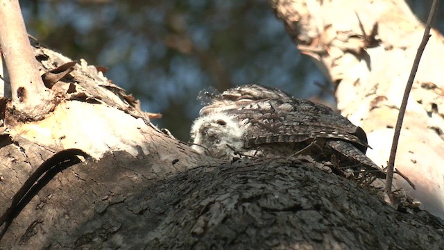 Tawny Frogmouth - ML624203147