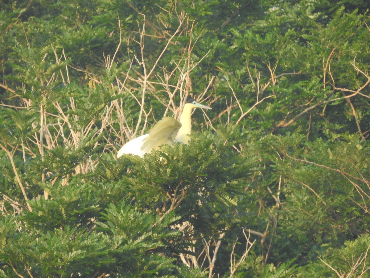 Garza Capirotada - ML624203160