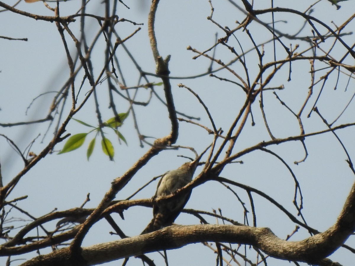 Tooth-billed Wren - ML624203178