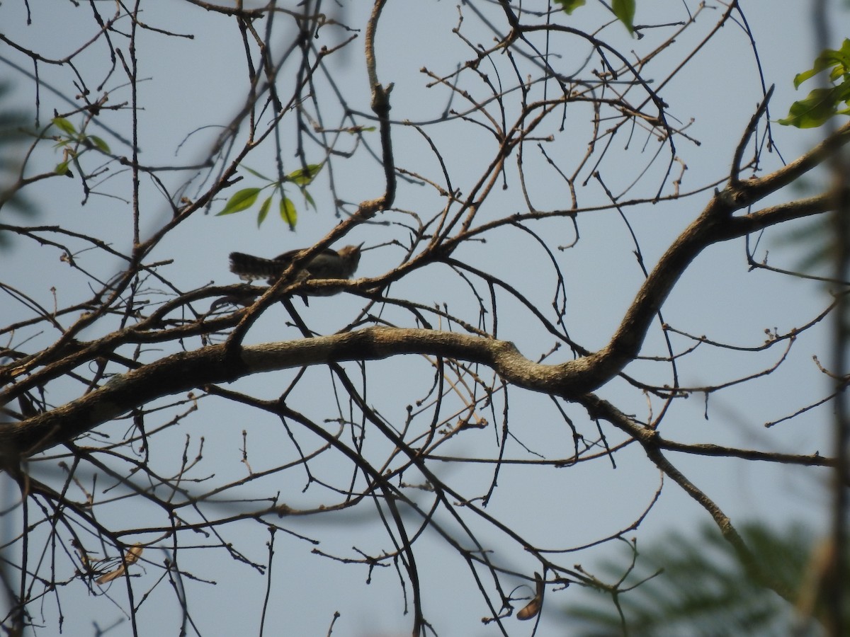 Tooth-billed Wren - ML624203179