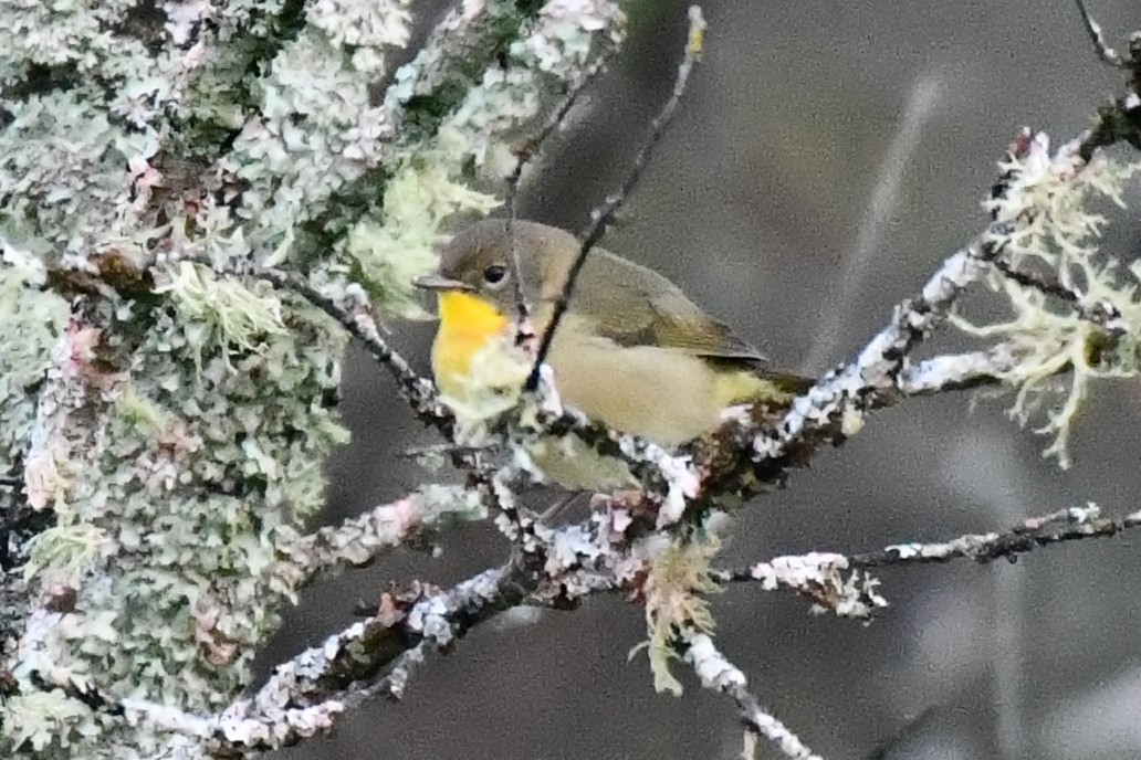 Common Yellowthroat - ML624203186