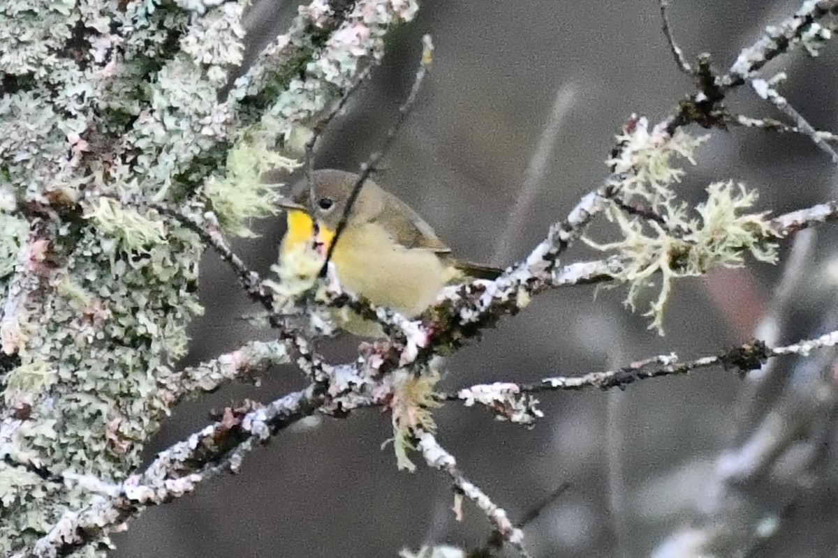 Common Yellowthroat - ML624203187