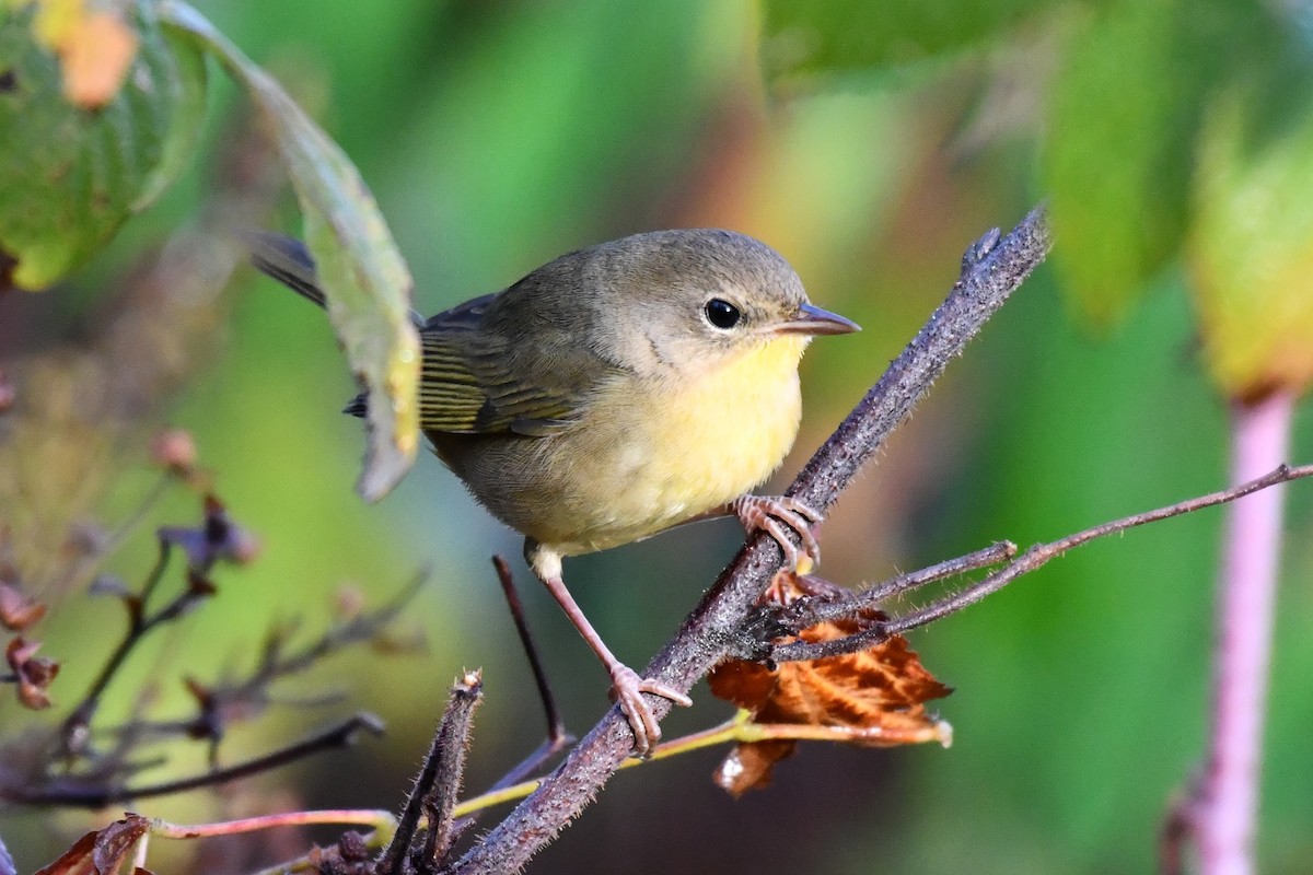 Common Yellowthroat - ML624203188