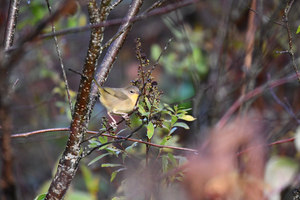 Common Yellowthroat - ML624203189