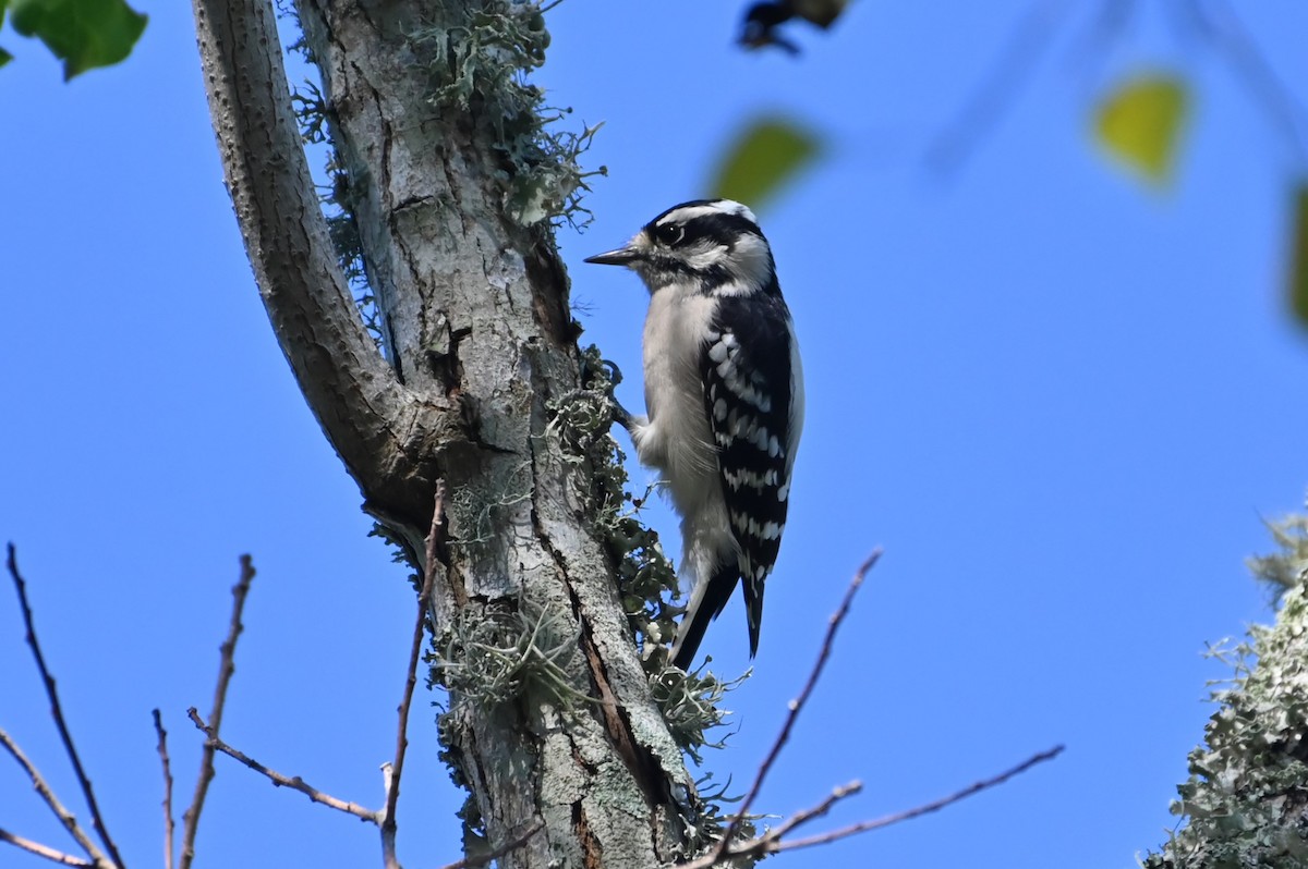 Downy Woodpecker - ML624203193