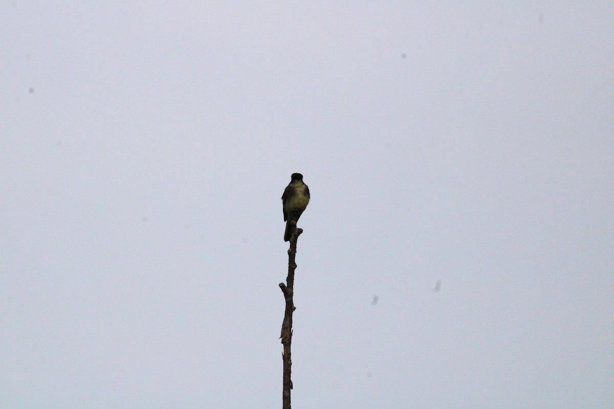 Eastern Wood-Pewee - ML624203244