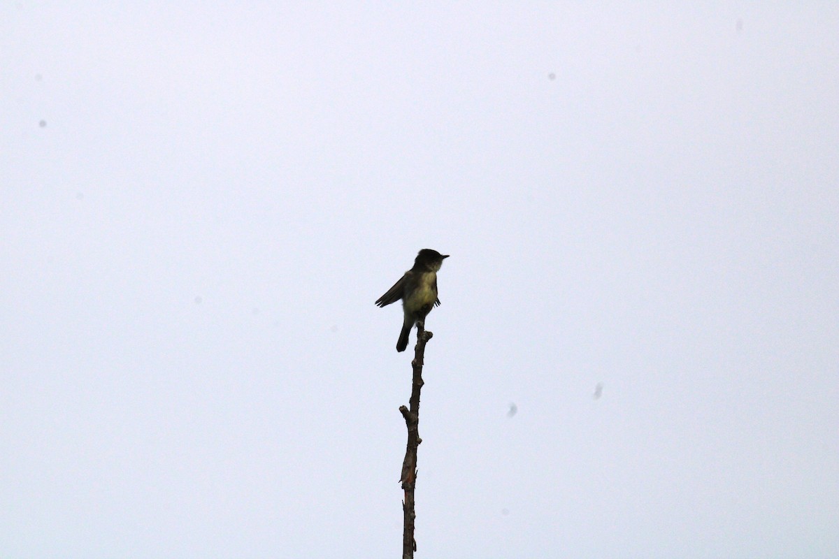 Eastern Wood-Pewee - ML624203246