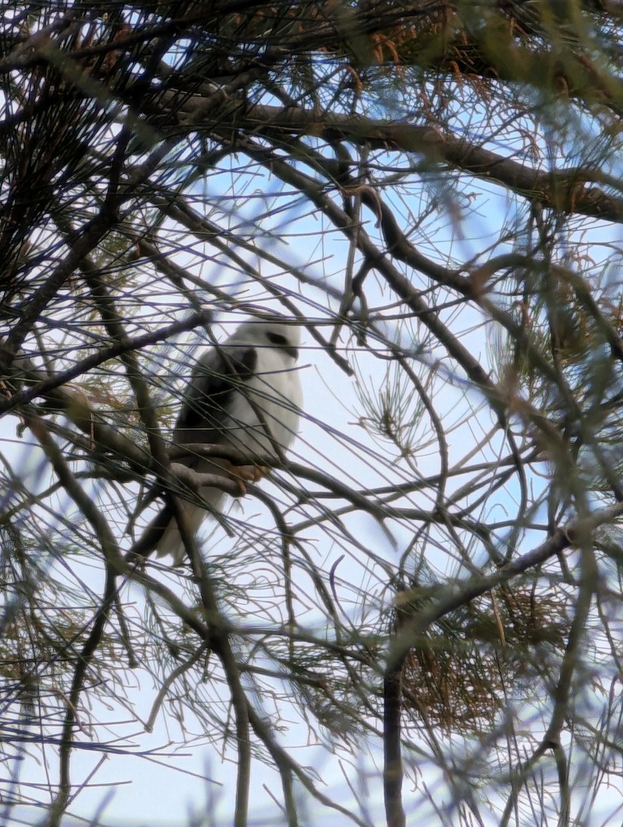 Black-shouldered Kite - ML624203282