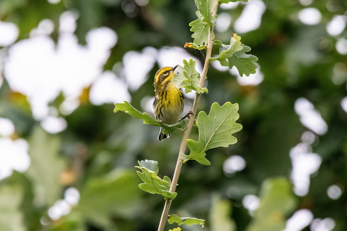 Townsend's Warbler - ML624203288