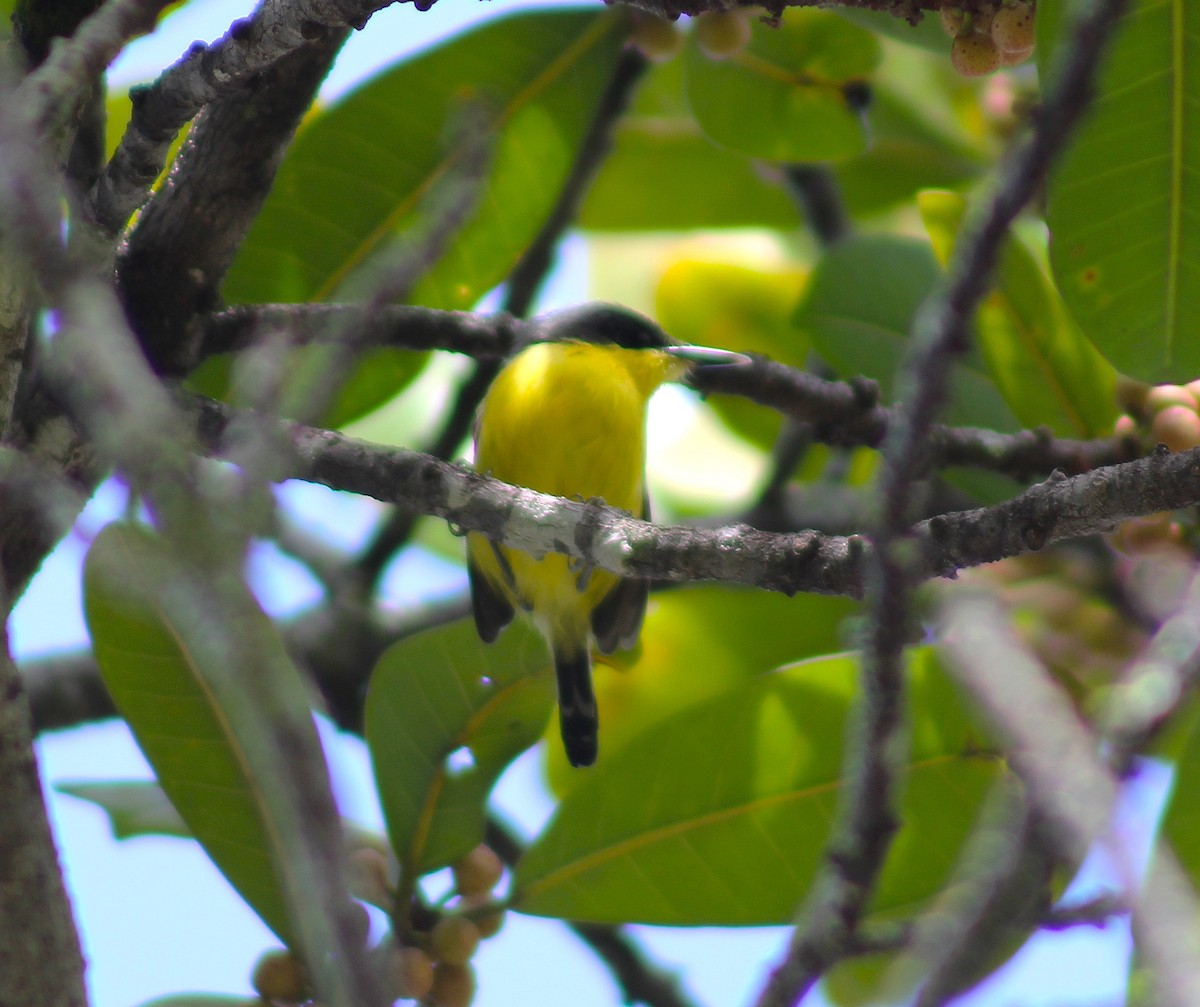 Common Tody-Flycatcher - ML624203294