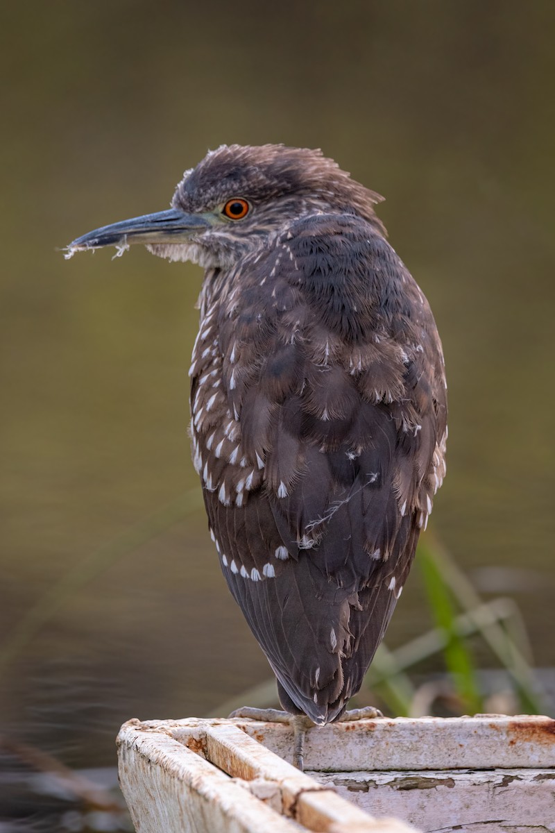 Black-crowned Night Heron - Pablo Maass Zepeda