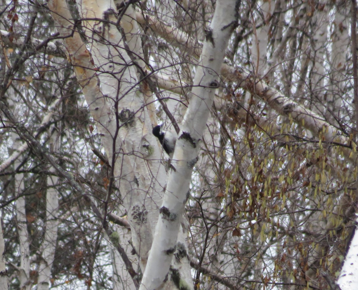 Black-backed Woodpecker - ML624203309