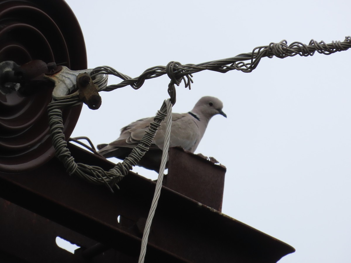 Eurasian Collared-Dove - ML624203319