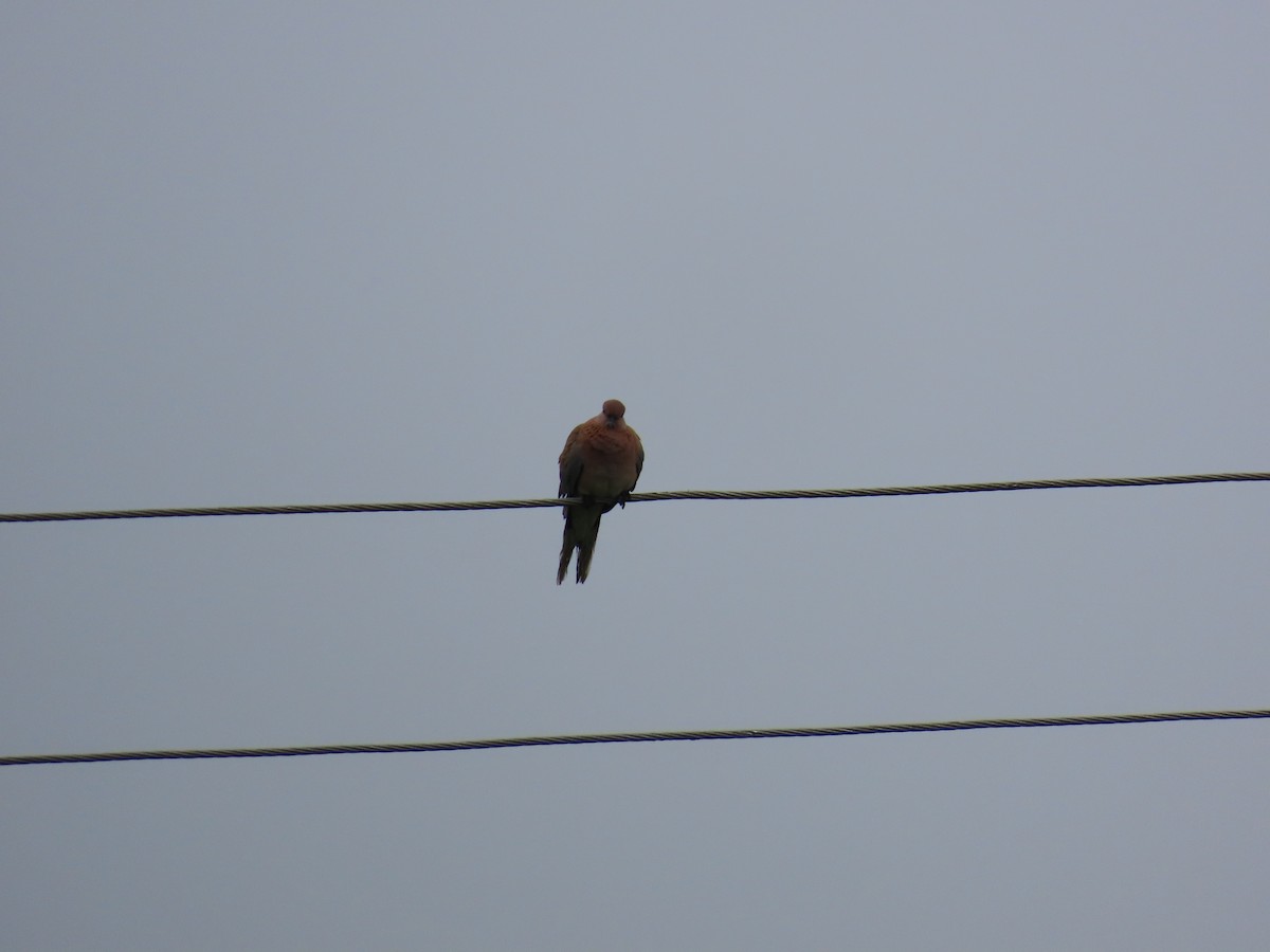 Laughing Dove - ML624203321