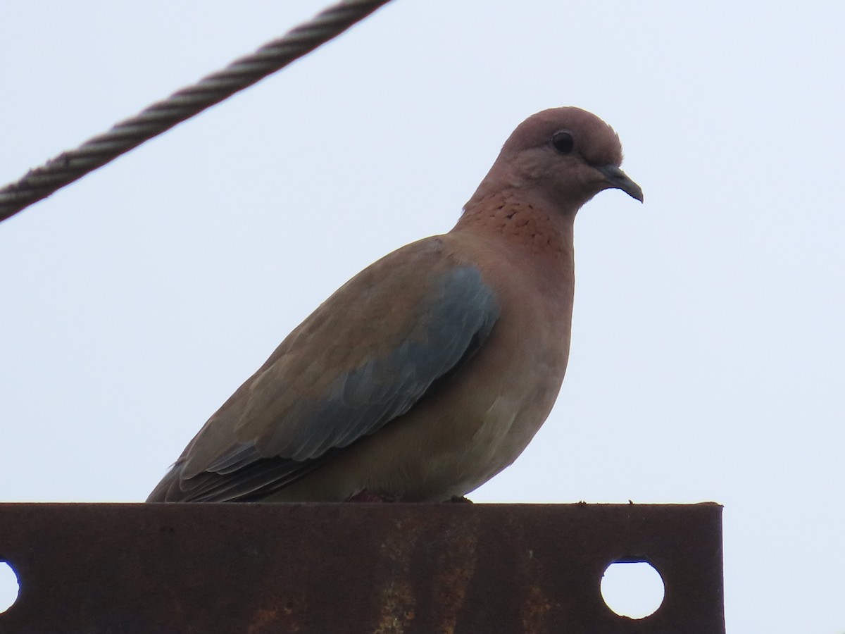 Laughing Dove - ML624203328