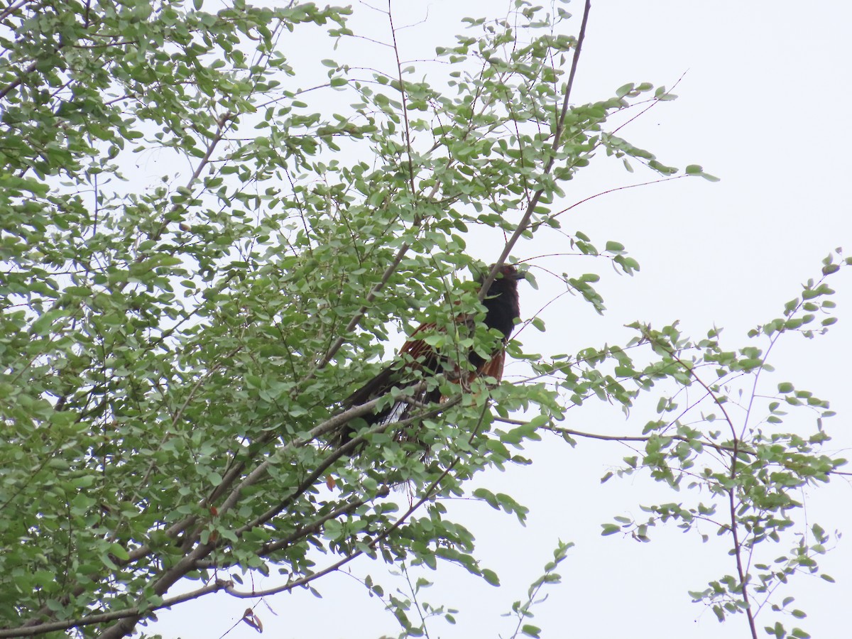 Greater Coucal - ML624203330