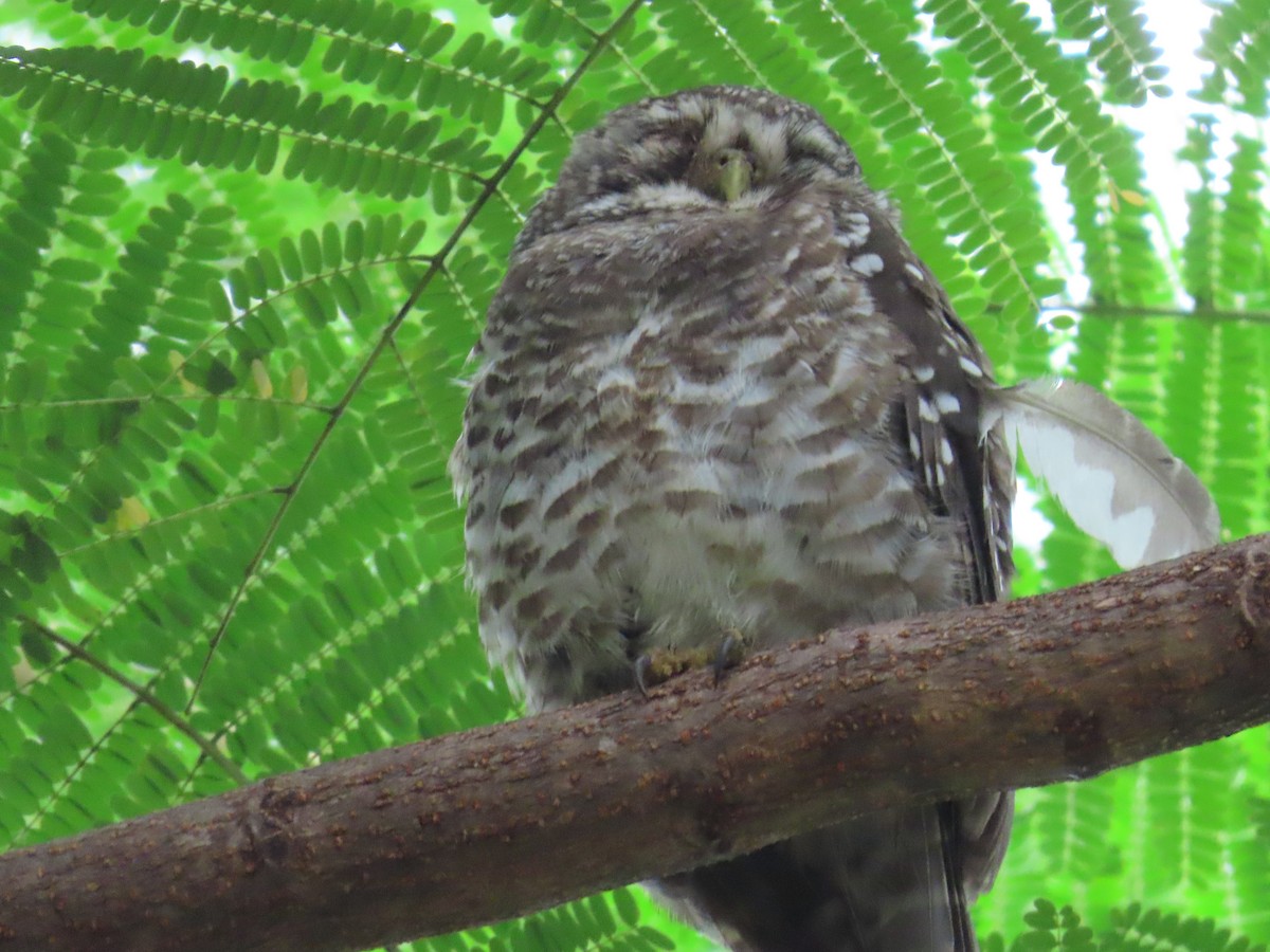 Spotted Owlet - ML624203345