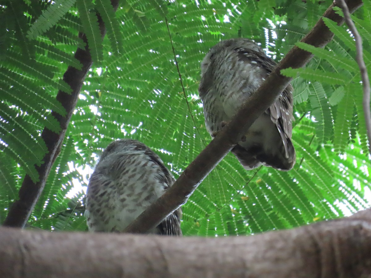 Spotted Owlet - ML624203346