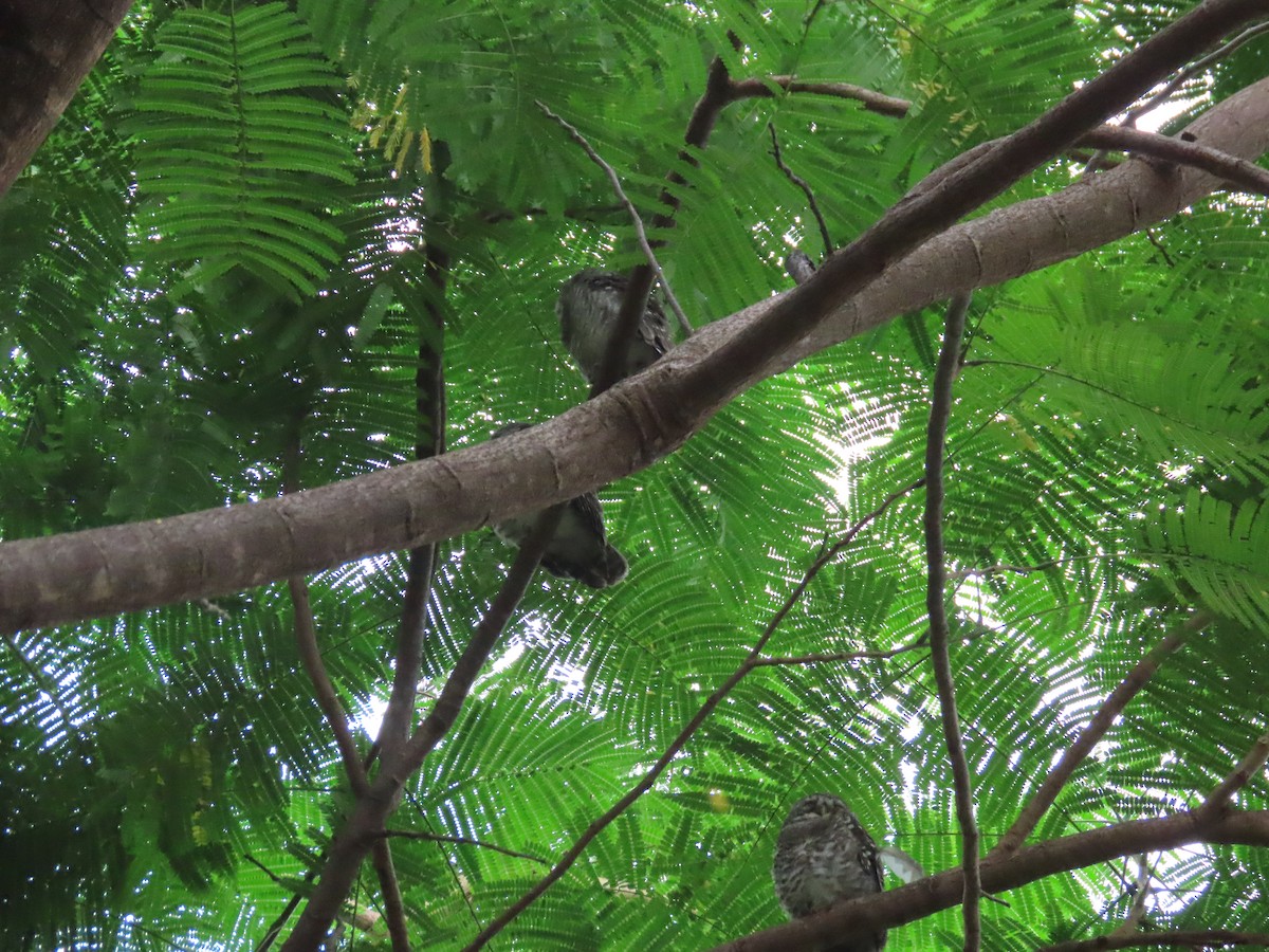 Spotted Owlet - ML624203347