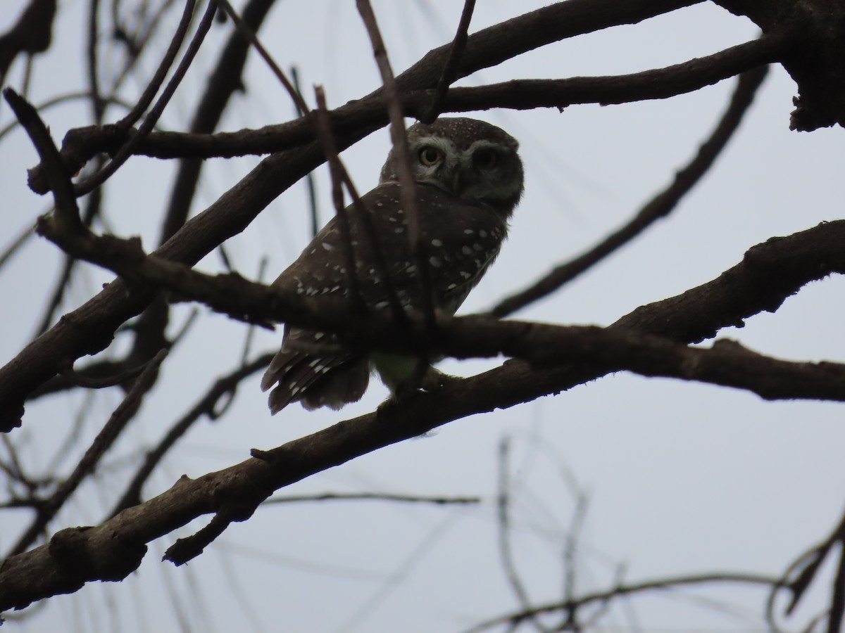 Spotted Owlet - ML624203350