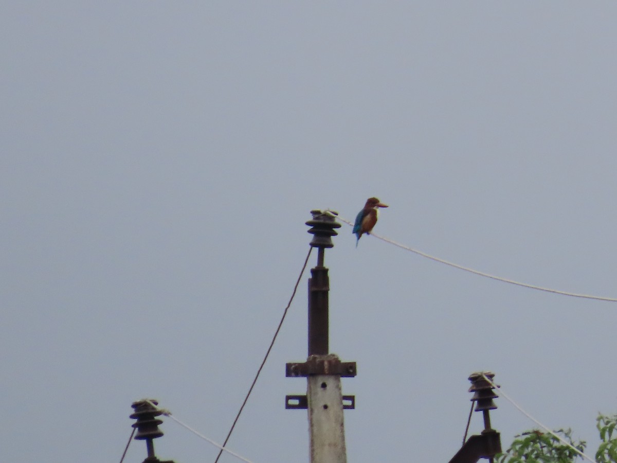 White-throated Kingfisher - ML624203352