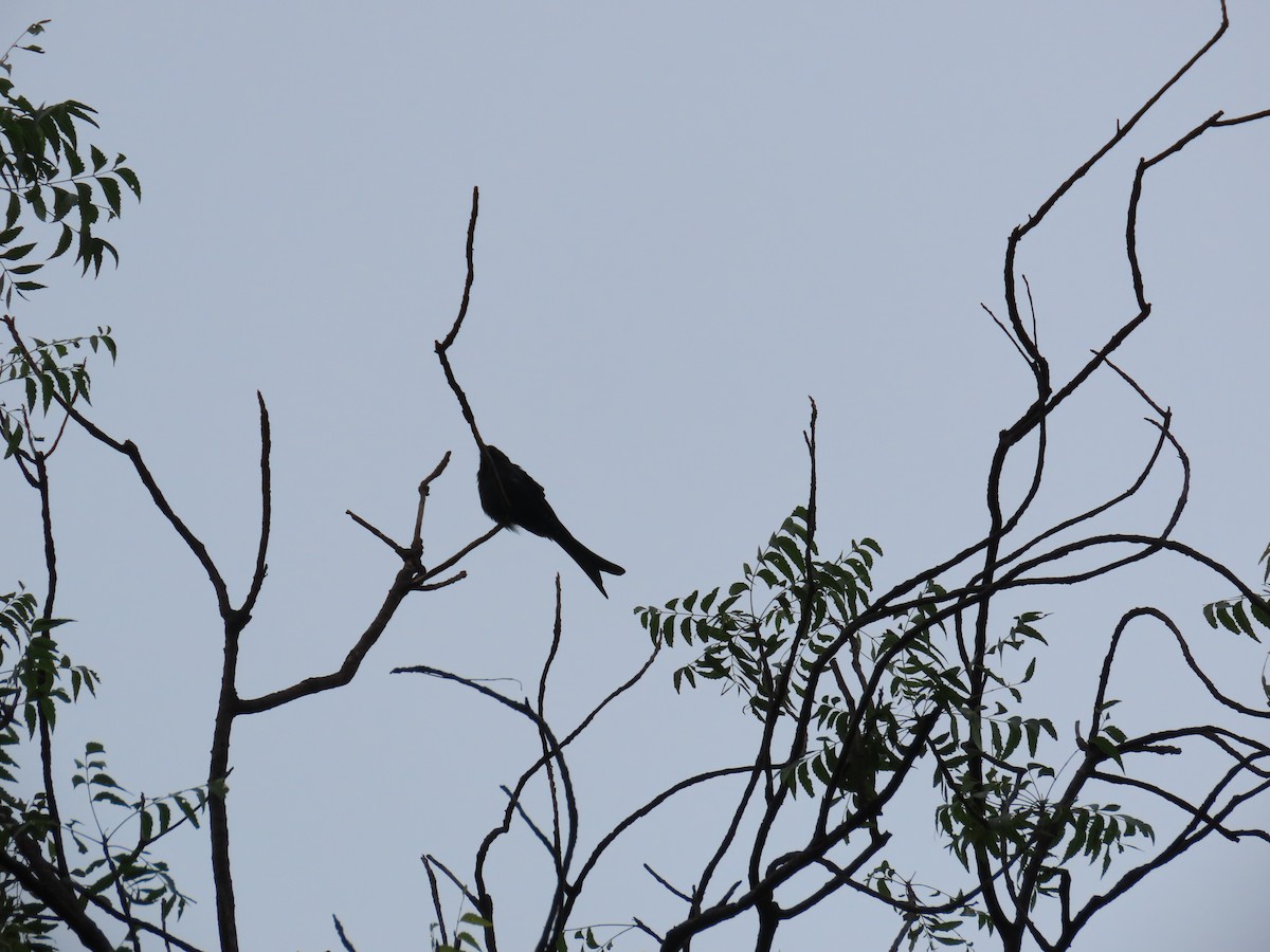 Black Drongo - ML624203359