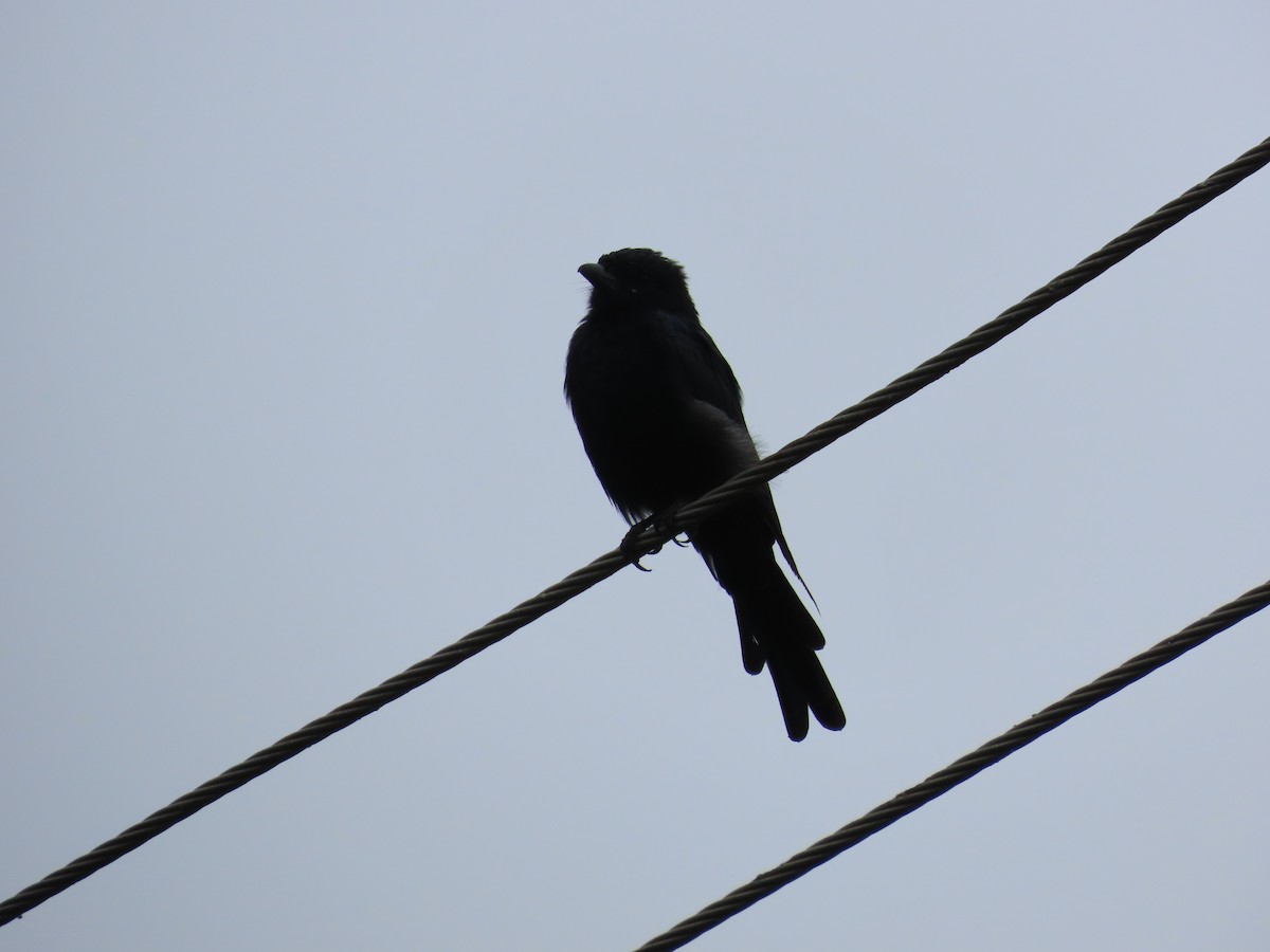 Black Drongo - ML624203363