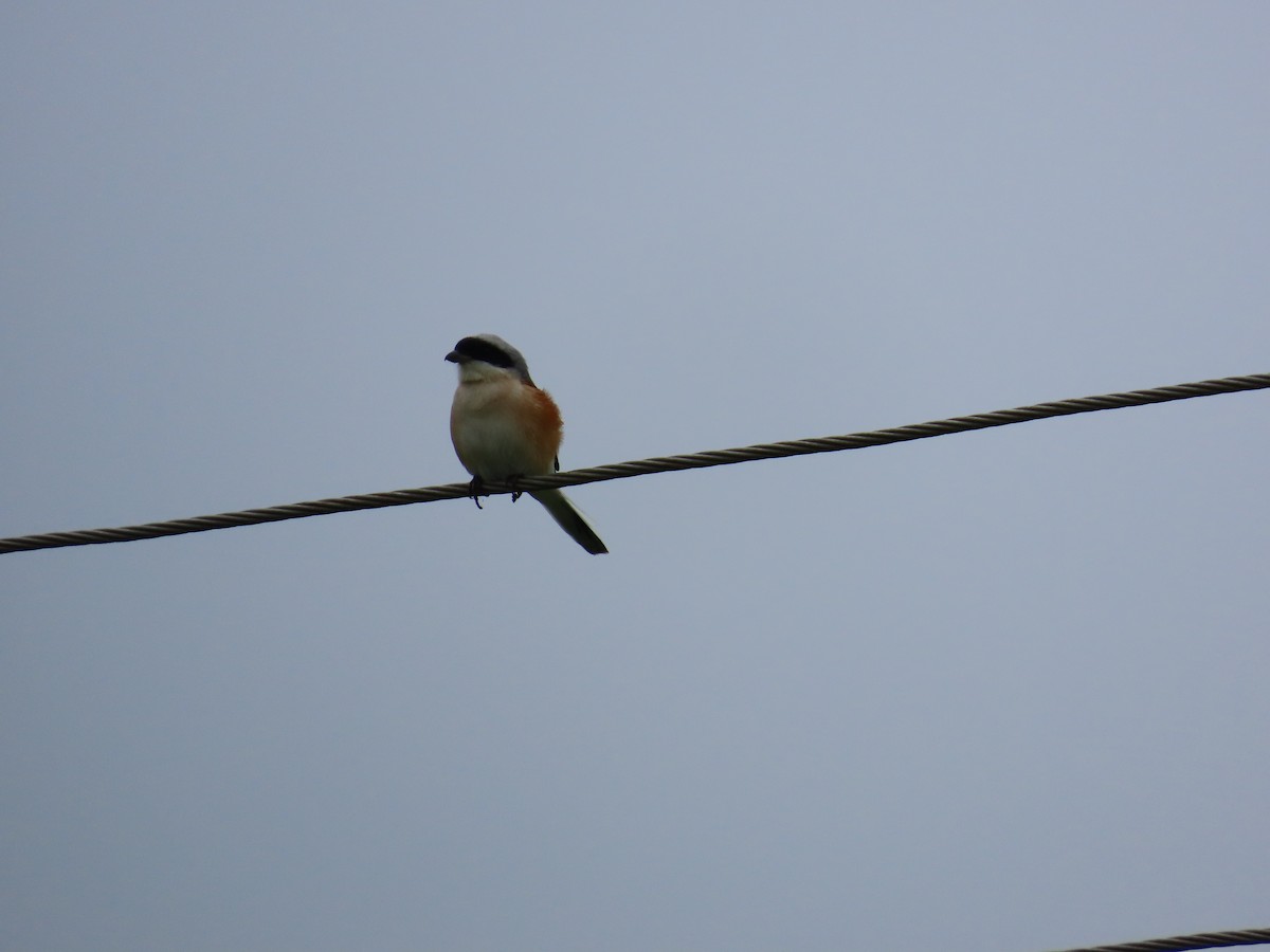 Bay-backed Shrike - ML624203376