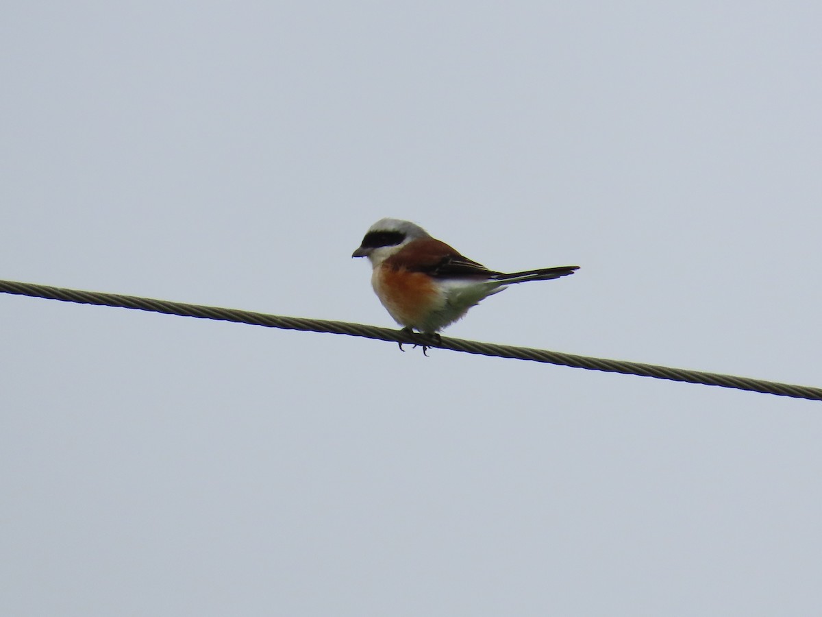 Bay-backed Shrike - ML624203392