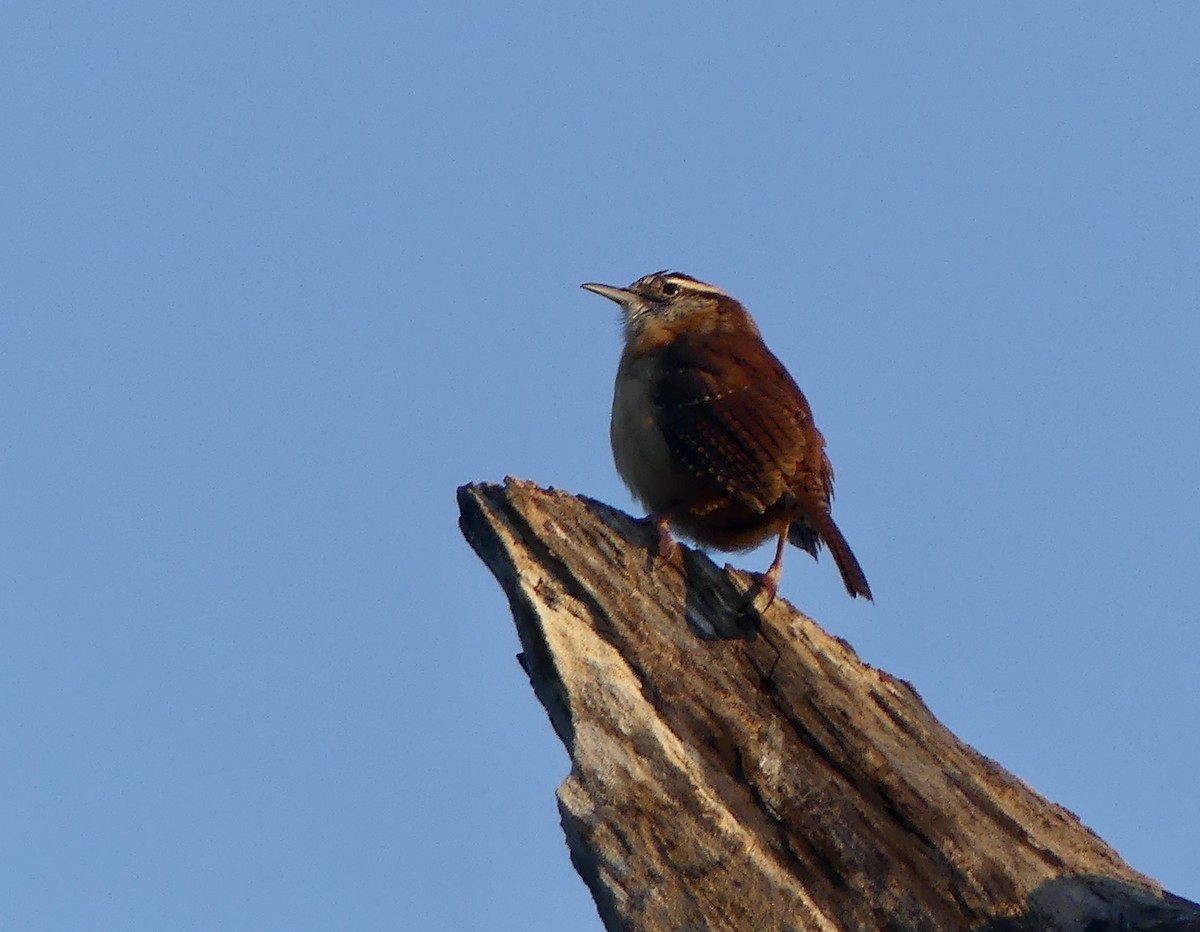 Carolina Wren - ML624203400