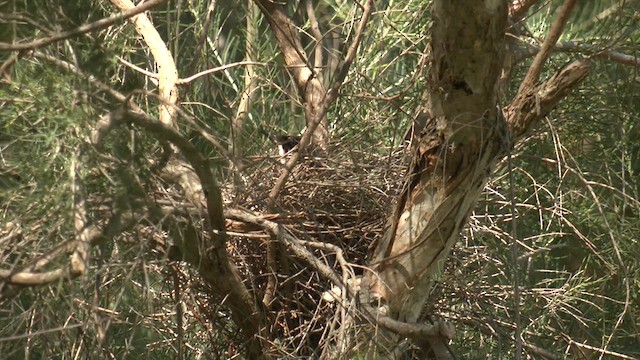 Red Wattlebird - ML624203403