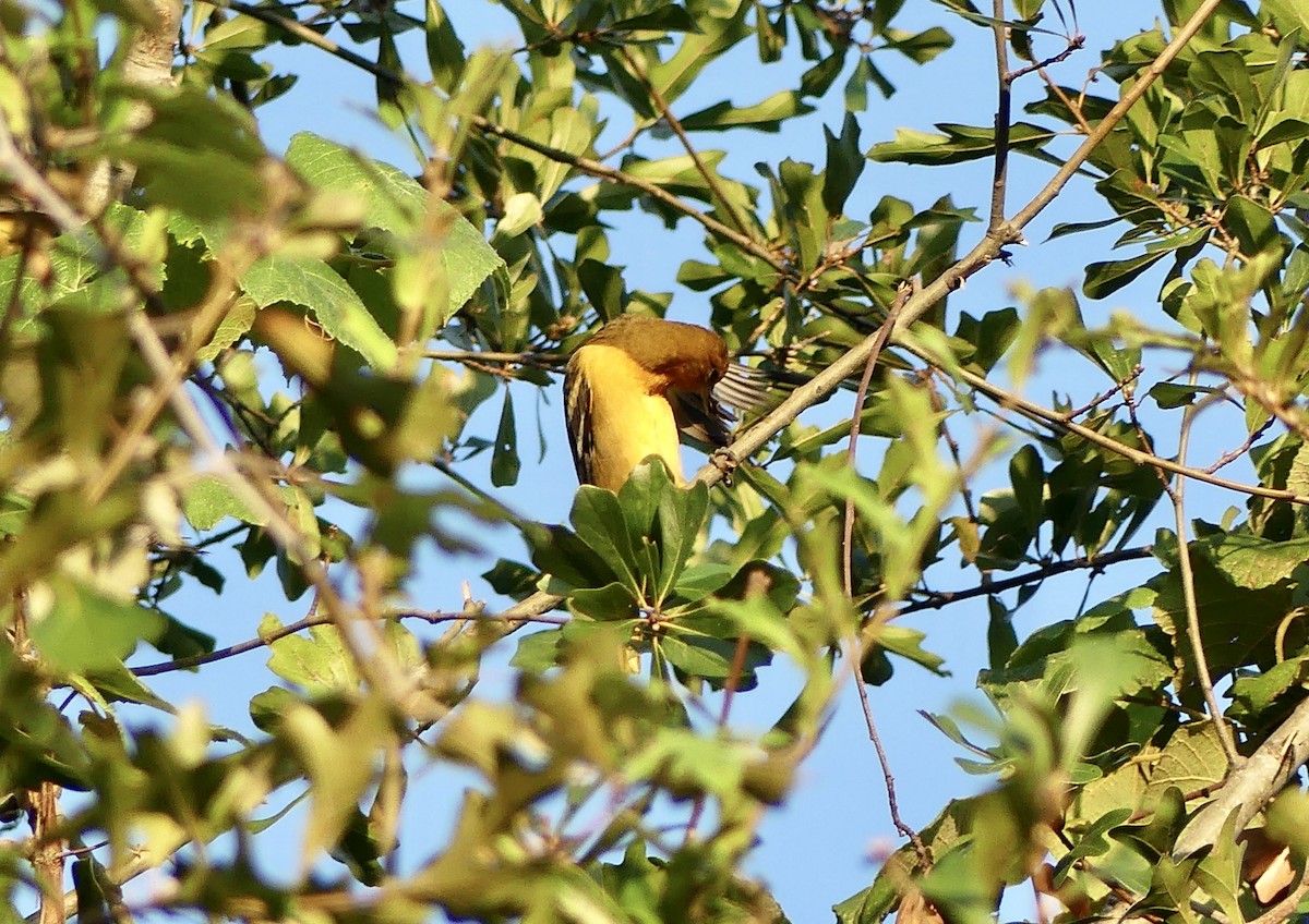 Baltimore Oriole - ML624203408