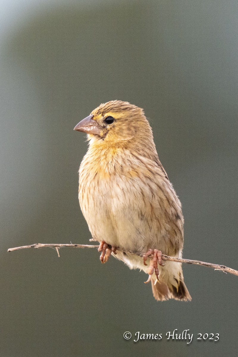 Southern Red Bishop - ML624203409