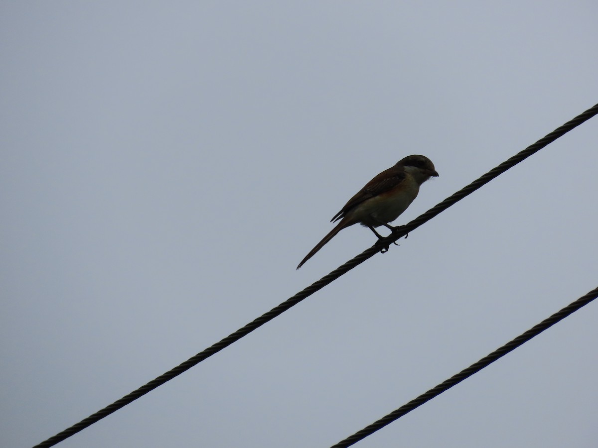 Long-tailed Shrike - ML624203427